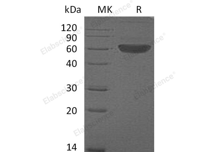 Валидация Elabscience PKSM041023(4955)