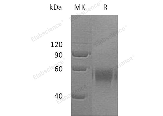 Валидация Elabscience PKSH032346(2836)