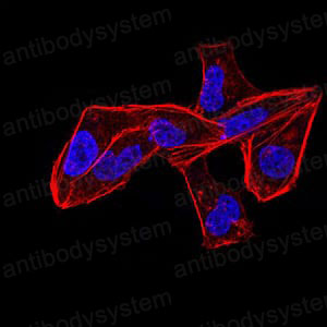 Валидация IF - AntibodySystem RHF92802 (1128)