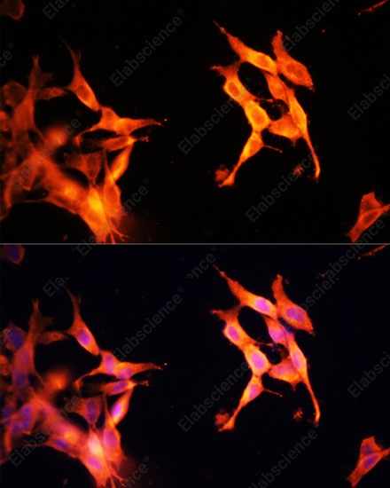 Иммунофлуоресценция, SIRT2, клетки NIH-3T3