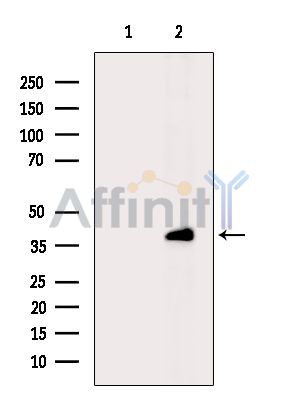 Валидация Affinity DF15303 - 11601