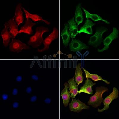 Валидация Affinity DF4085 - 15362