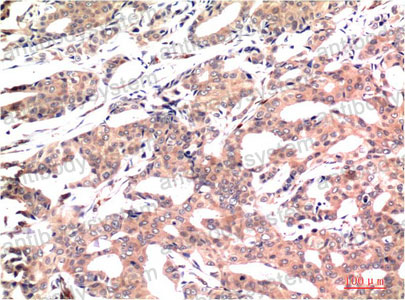 Валидация AntibodySystem RHE72105 (2280)