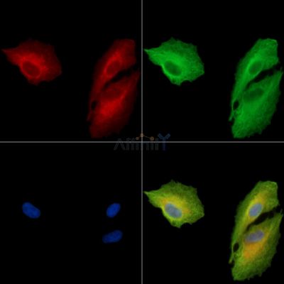 Валидация Affinity DF15884 - 12399