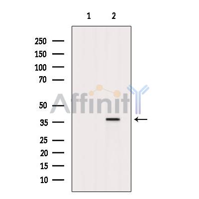 Валидация Affinity DF2941 - 13686