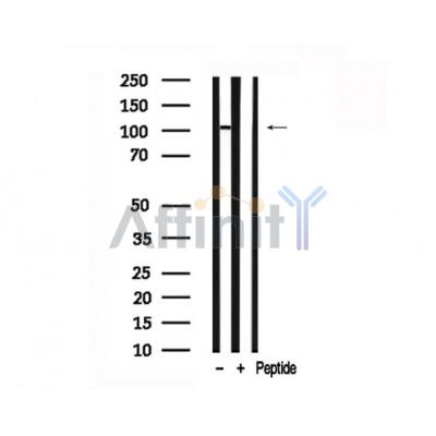 Валидация Affinity AF7700 - 4389