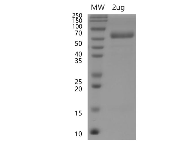 Валидация Elabscience PKSV030476(6199)