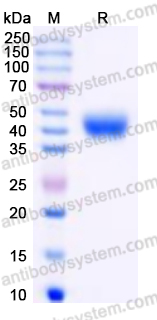 AHJ28403, SDS-PAGE