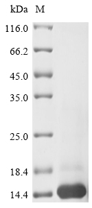 SDS-PAGE