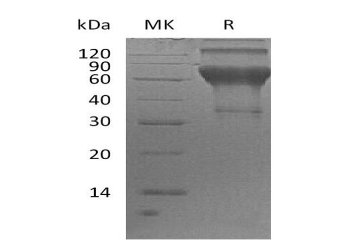 Валидация Elabscience PKSH032702(3132)
