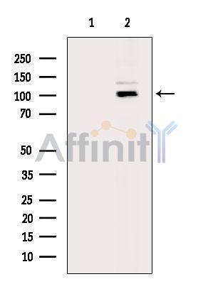 Валидация Affinity DF15401 - 11720