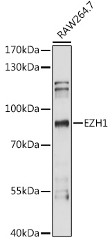 Валидация Elabscience E-AB-91095