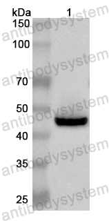Валидация AntibodySystem PHB07801