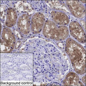 Валидация AntibodySystem RHB42403