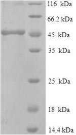 SDS-PAGE