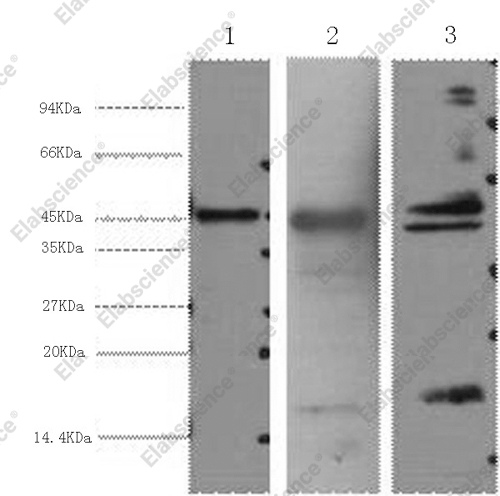 Вестерн-блоттинг, AQP4, клетки HeLa и ткань сердца мыши и крысы