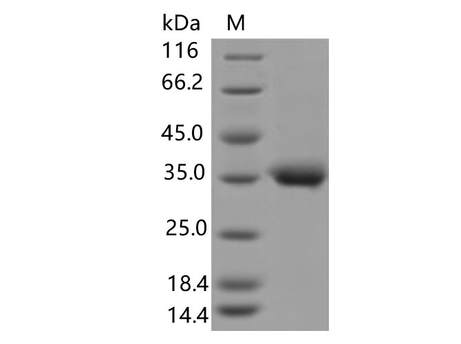 Валидация Elabscience PKSV030335(6065)
