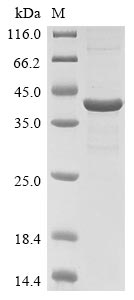 SDS-PAGE
