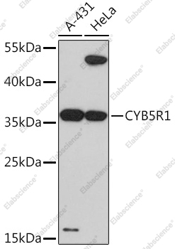 Вестерн-блоттинг, CYB5R1, различные клеточные линии