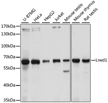 Валидация Elabscience E-AB-92356