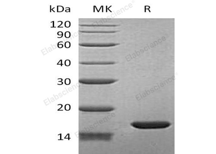 Валидация Elabscience PKSH032415(2895)