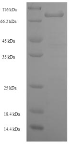 SDS-PAGE