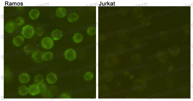 Валидация IF - AntibodySystem RHD10807