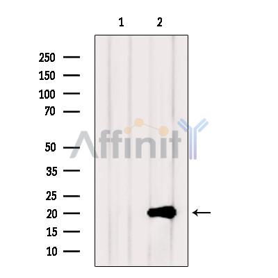 Валидация Affinity AF5469 - 3131