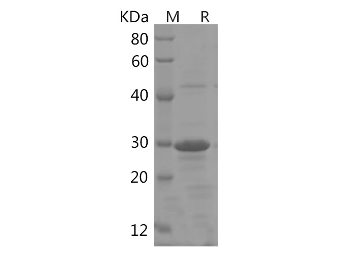 Валидация Elabscience PDEH100768(212)
