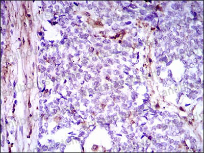 Валидация AntibodySystem RHA41901