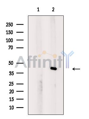 Валидация Affinity DF4286 - 15696