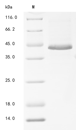 SDS-PAGE