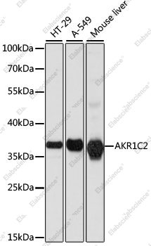 Вестерн-блоттинг, AKR1C2, различные клеточные линии