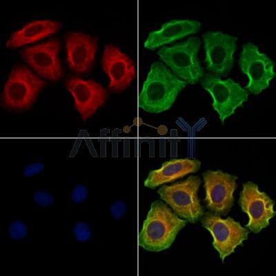 Валидация Affinity DF12482 - 7047