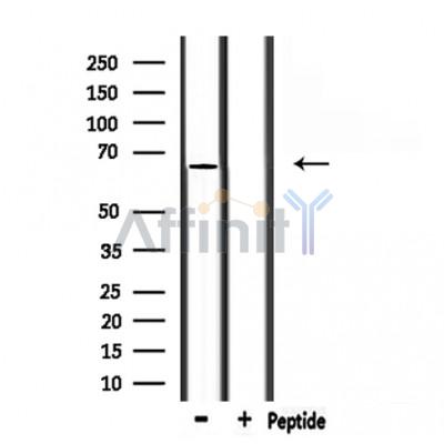 Валидация Affinity DF7336 - 19040