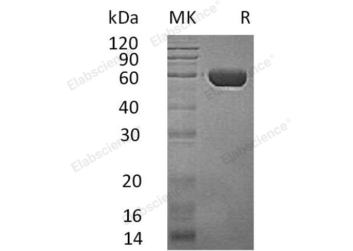 Валидация Elabscience PKSH032931(3329)