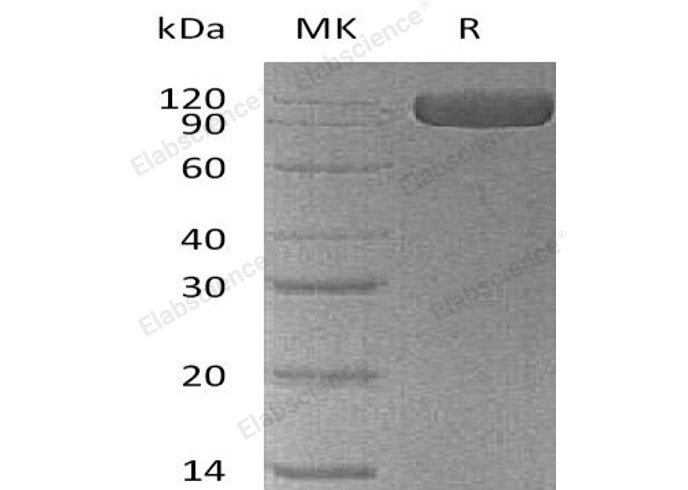 Валидация Elabscience PKSH032793(3212)