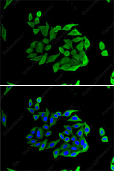 Иммунофлуоресценция, Heparanase 1, клетки U2OS