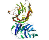 Laminin Alpha 1 (LAMa1)