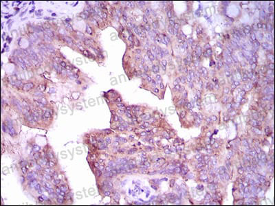 Валидация AntibodySystem RHH29601