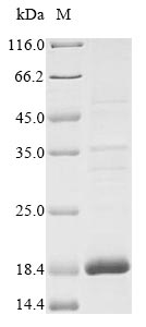 SDS-PAGE