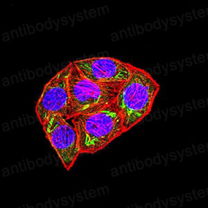Валидация IF - AntibodySystem RHK39201 (1508)