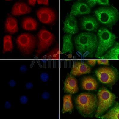 Валидация Affinity DF8034 - 19869