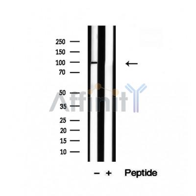 Валидация Affinity DF12491 - 7062