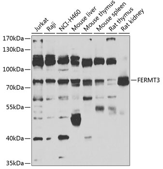 Валидация Elabscience E-AB-67917