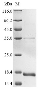 SDS-PAGE