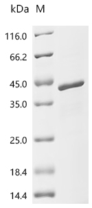 SDS-PAGE
