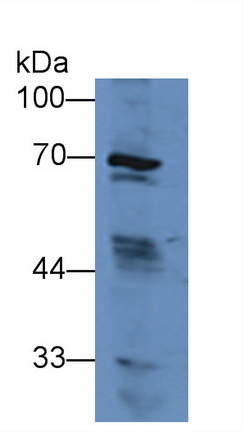 12023