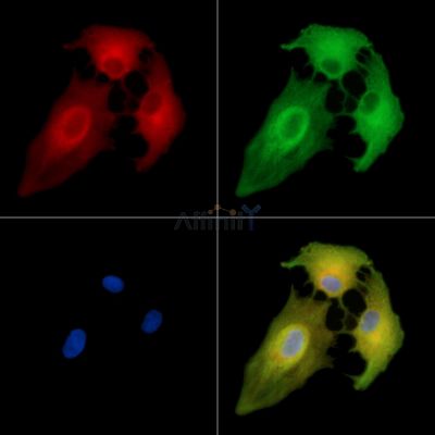 Валидация Affinity DF14742 - 10824