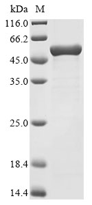 SDS-PAGE